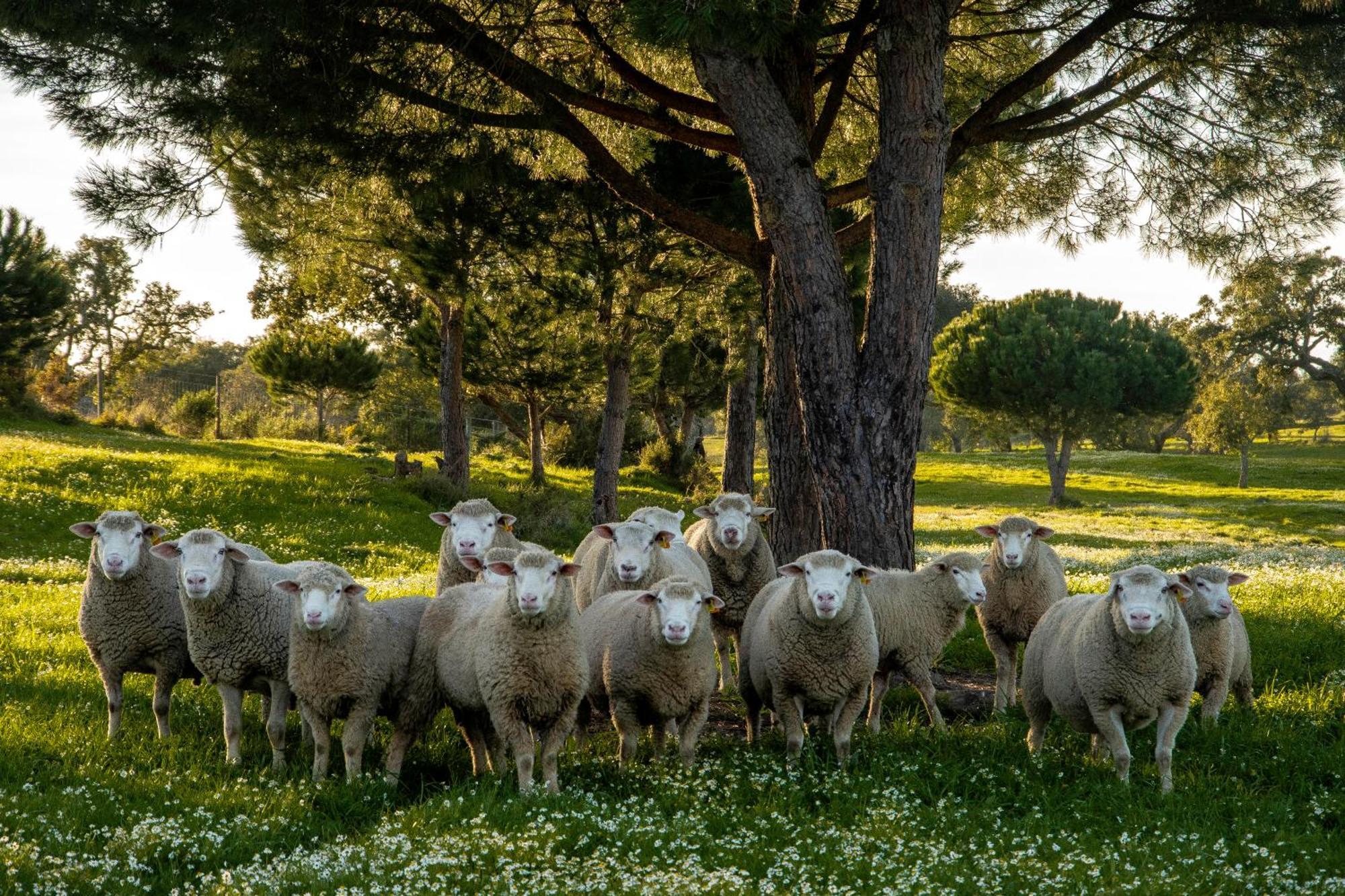 Herdade Das Barradas Da Serra Grândola Kültér fotó