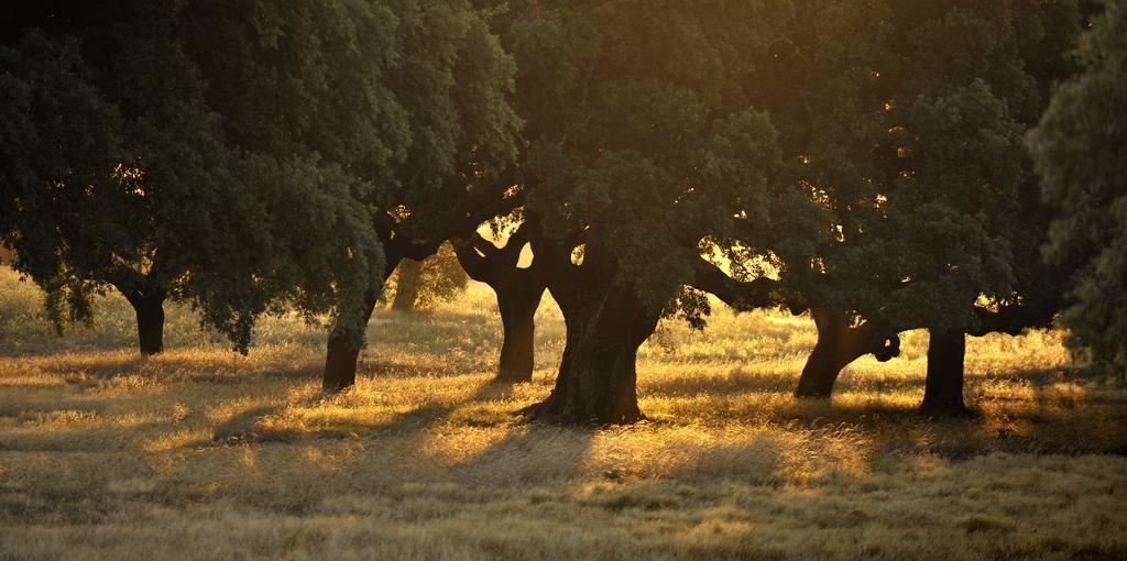 Herdade Das Barradas Da Serra Grândola Kültér fotó